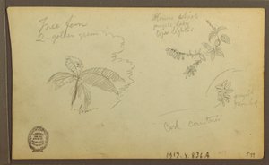 Botanical Sketches; Verso: Botanical Sketches, 1857