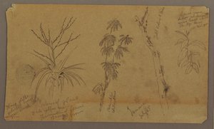Botanical Sketches; Verso: Clouds, July 1865 by Frederic Edwin Church