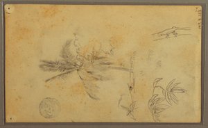 Botanical Sketches; Verso: Lizard, Palm, 1857