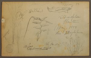 Botanical Sketches from the Rio Magdalena, Colombia, May 1853 by Frederic Edwin Church