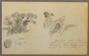 Botanical Studies from Colombia, July 1853