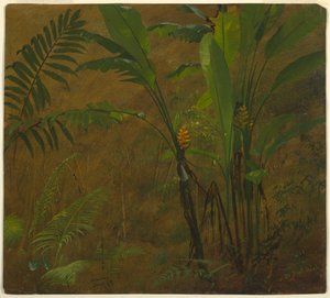 Botanical Studies from Jamaica, West Indies, June 1887