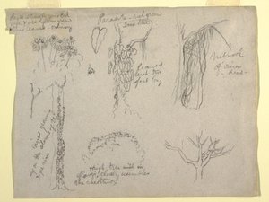 Botanical Studies Made from the Rio Magdalena, Colombia: Parasite, Dead Tree, 1853