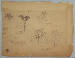 Botanical Studies with Flying Parrots, Boquia, Colombia, July 1853 by Frederic Edwin Church