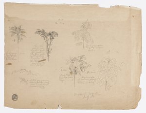 Botanical Sketches from Colombia