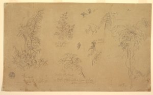 Botanical Sketches, "near Jorje", July 23, 1857 by Frederic Edwin Church
