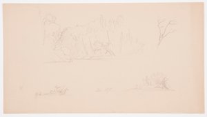 Botanical Sketches: Tree, Trees at Shore, September 1876
