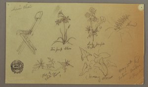 Chair and Plant Studies, May 15, 1868