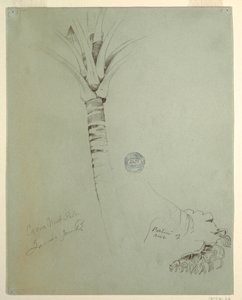 Coconut Palm, Jamaica, June 1865 by Frederic Edwin Church
