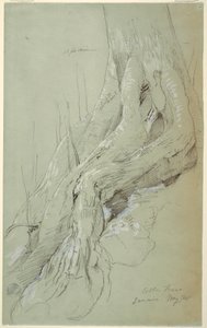 Cotton Tree Roots Growing on a Slope, Jamaica, May 1865 by Frederic Edwin Church