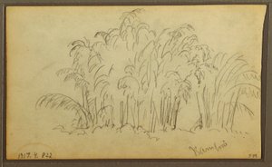 Cows in Landscape; Verso: Bamboo