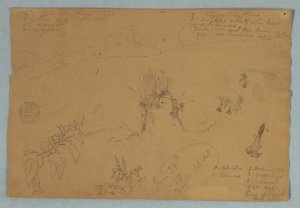 Botanical and Cloud Sketches Near Quito, Ecuador, June 24, 1857 by Frederic Edwin Church