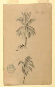 Two Sketches. Palms, 1857