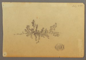 Evergreen Tree, 1844