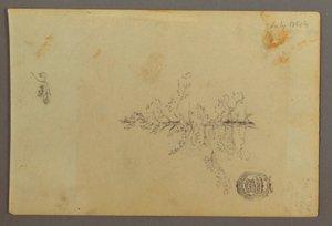 Evergreen Tree, 1844