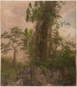 Fig Tree and Wild Philodendron, 1865 by Frederic Edwin Church