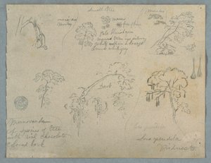 Five Botanical Studies with a Hanging Monkey, Probably Colombia, 1853