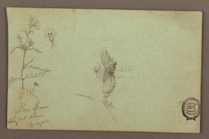 Flowering Plant and a Rock between the American and Canadian Falls at Niagara, possibly 1858