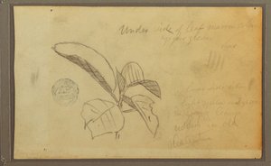 Leaves, 1857