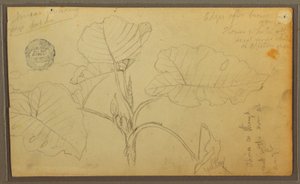 Leaves, 1857 by Frederic Edwin Church