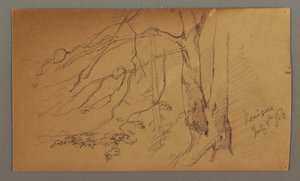 Lower half of Tree, July 9, 1868 by Frederic Edwin Church