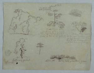 Nature Studies including a Candelabra Tree with a Sloth, Rio Magdalena, Colombia, May 1853