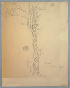 Parasite Wound around a Tree Trunk, Jamaica, June 1865 by Frederic Edwin Church