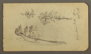 Pine studies, 1878
