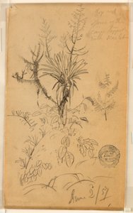 Plant and Tree Study, June 2, 1857