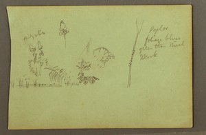 Plant Studies, possibly 1856 by Frederic Edwin Church