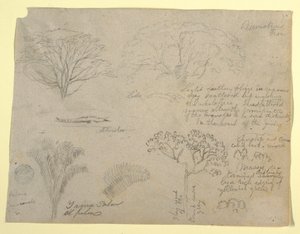 Series of Botanical Studies including an Alligator and a Monstrous Tree, seen from the Rio Magdalena, Colombia, 1853 by Frederic Edwin Church