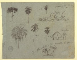 Sketches from the Rio Magdalena, Colombia: Botanical Studies and a Church, May 1853