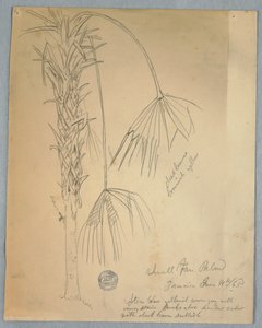 Small Fan Palm, Jamaica, June 14, 1865
