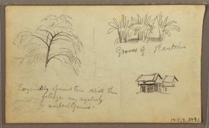 Street Corner in Guayaquil, Ecuador; Verso: Botanical Sketches, House, Ecuador or Colombia, 1857