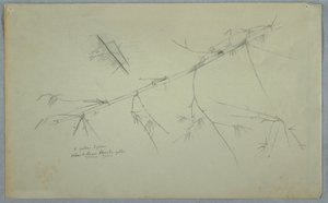 Study of Bamboo, Jamaica, May–August 1865