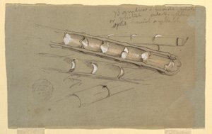 Study of Bamboo, June 1857 by Frederic Edwin Church