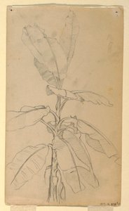 Study of a Long-leaved Plant, May and June 1857 by Frederic Edwin Church