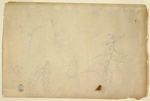 Thorns and Thistles, July 1844