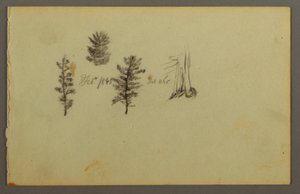 Three Evergreens, 1845 by Frederic Edwin Church