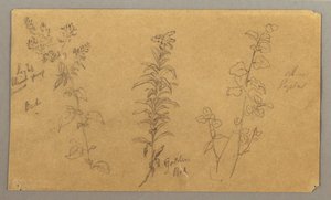 Three Plant Studies, October 1865