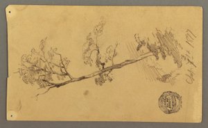 Tree, 1877