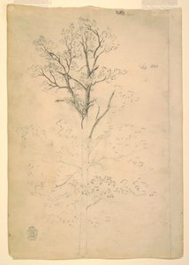 Tree, September 1844 by Frederic Edwin Church