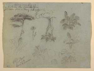Tree Studies Seen from the Rio Magdalena, Colombia, 1853 by Frederic Edwin Church