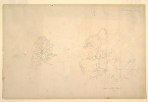 Tree and Dead Tree Trunk, September 1844