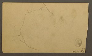 Tree Roots Growing Over a Boulder (Turner Mountain), 1877