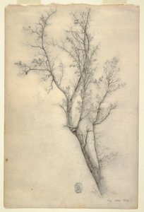 Tree with Many Boughs, July 1844