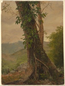 Tree with Vines, Jamaica, West Indies, May 1865 by Frederic Edwin Church