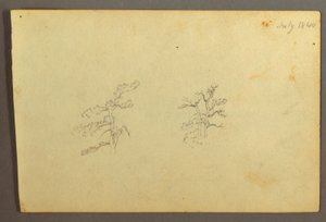 Trees, July 1844