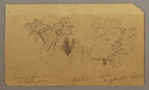 Two Tree Studies, October 1865