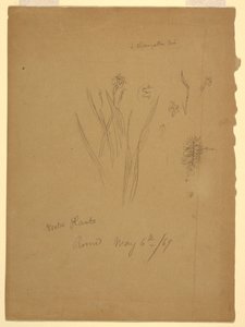 Drawing, Water Plants, Rome Italy